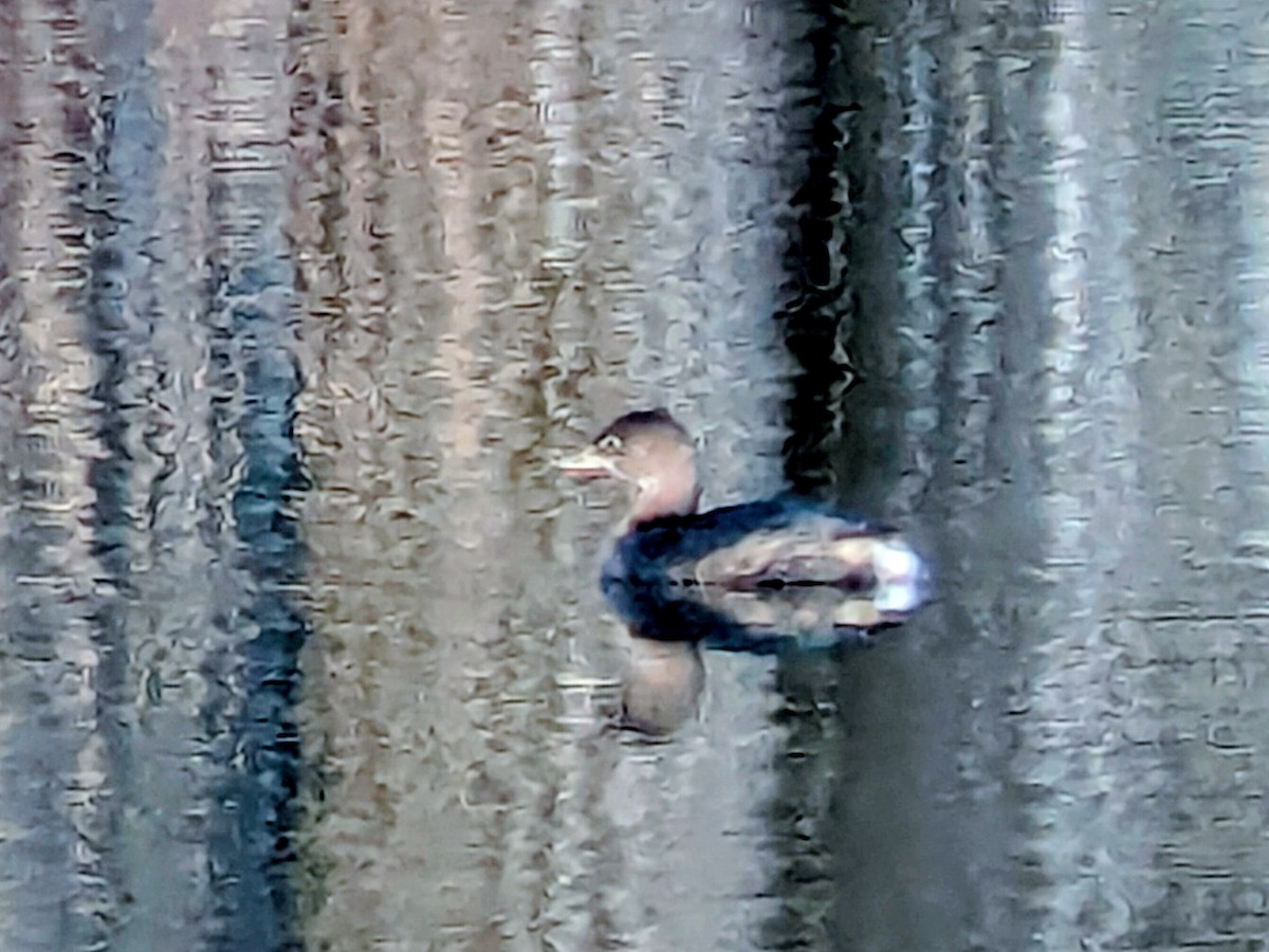 Pied-billed Grebe - ML644933205