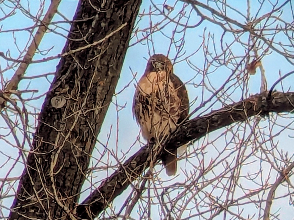 Red-tailed Hawk - ML644933214