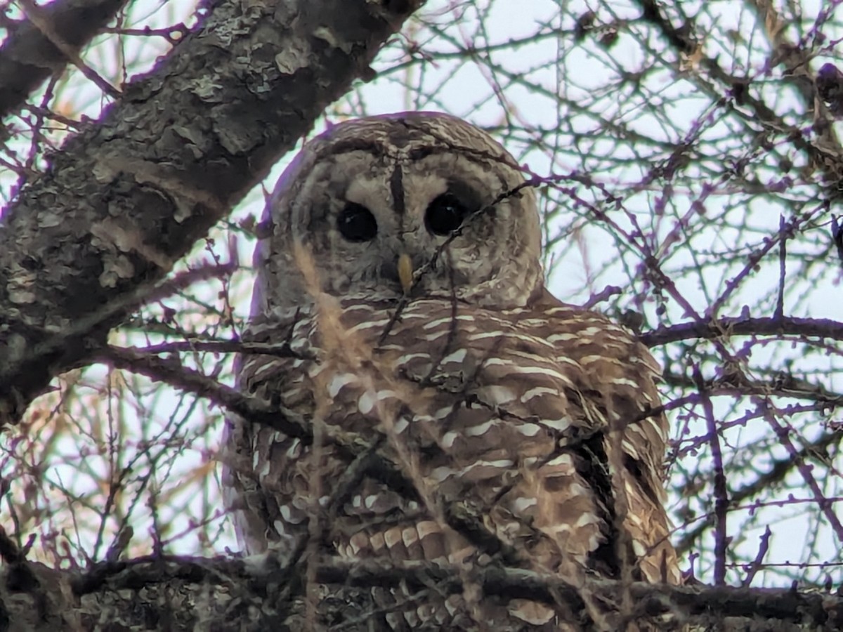 Barred Owl - ML644933232