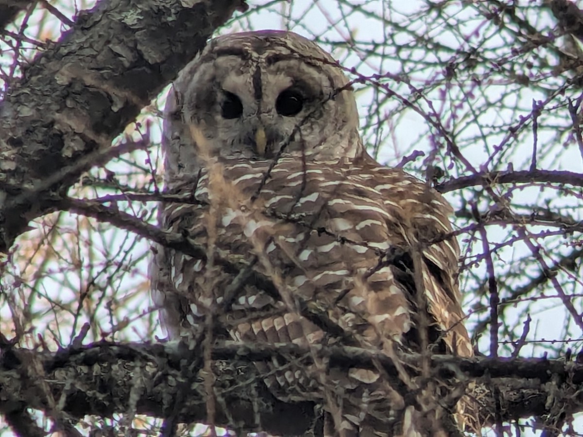 Barred Owl - ML644933233