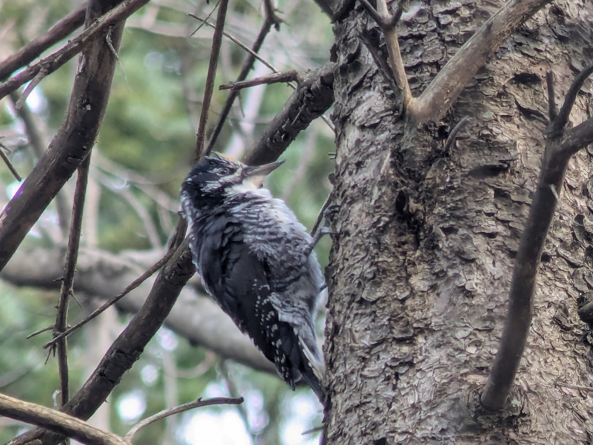 American Three-toed Woodpecker - ML644933243