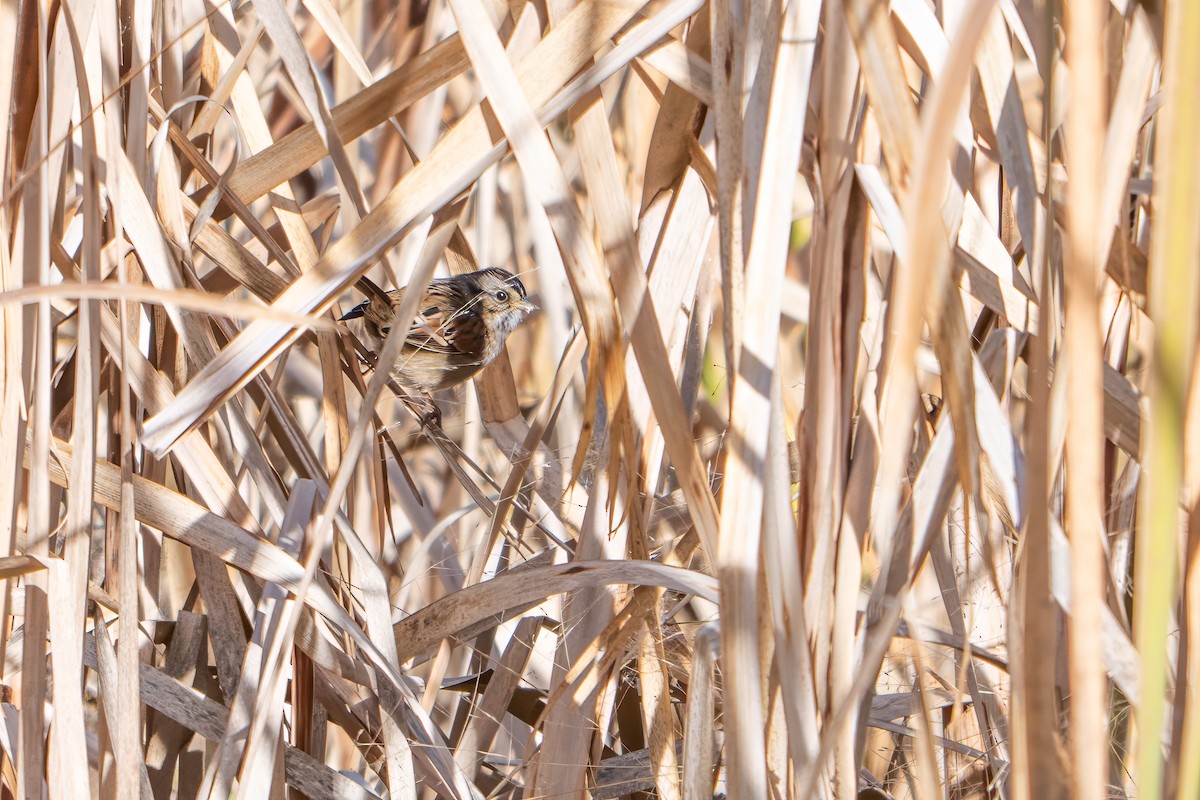 Swamp Sparrow - ML644933253