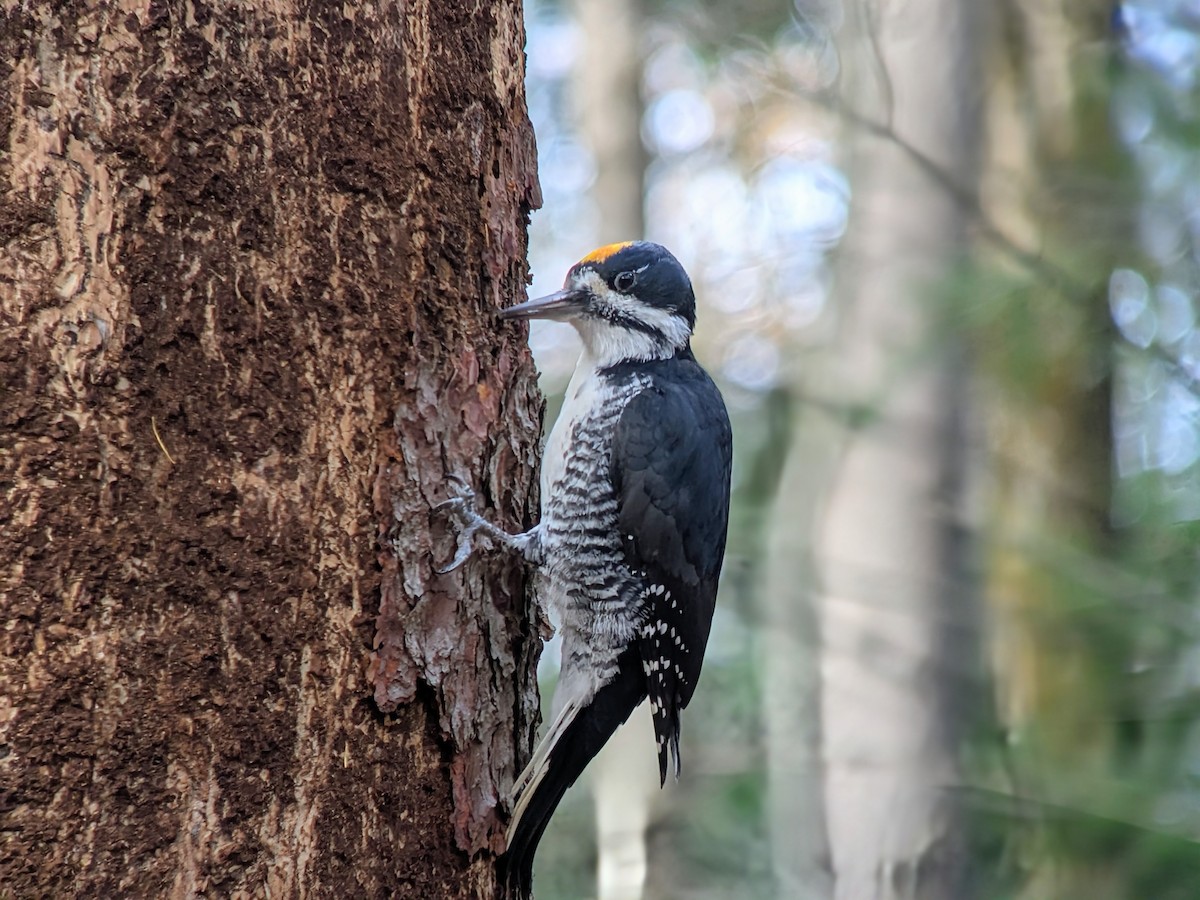 Black-backed Woodpecker - ML644933264