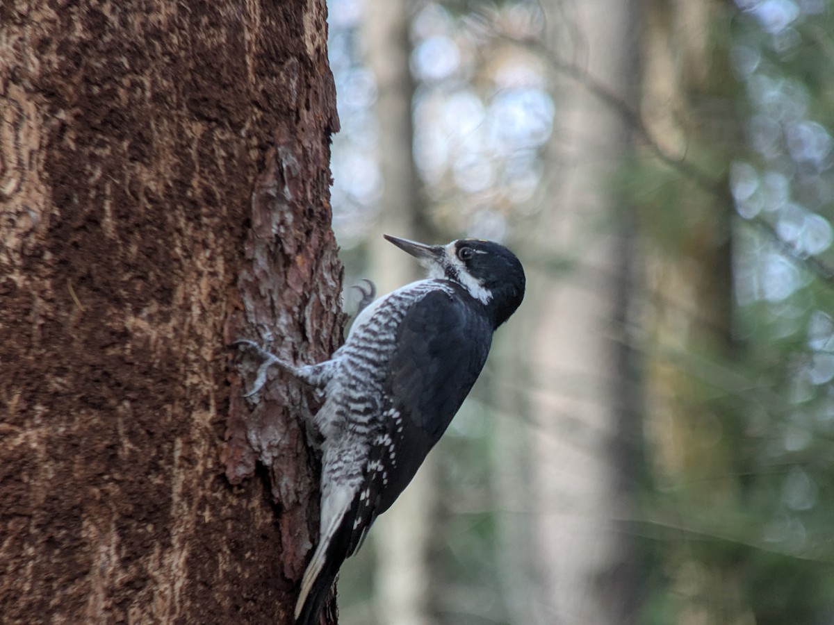 Black-backed Woodpecker - ML644933265