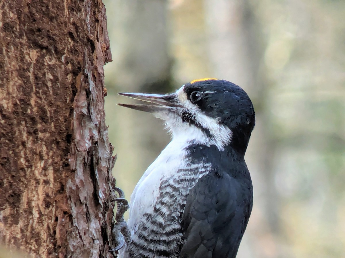 Black-backed Woodpecker - ML644933266