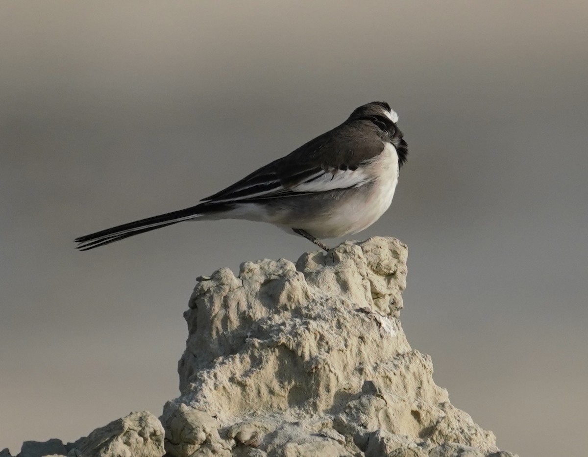 Плиска білоброва - ML644933273