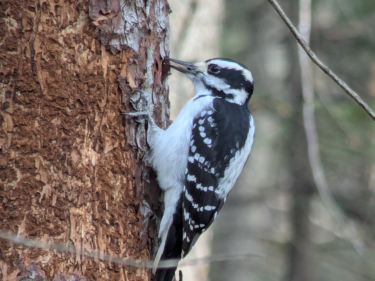 Hairy Woodpecker - ML644933282
