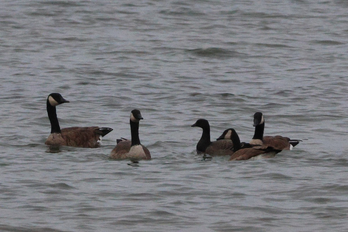 Brant - ML644933318