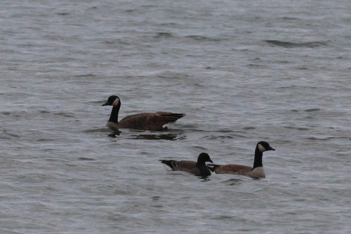 Brant - ML644933319