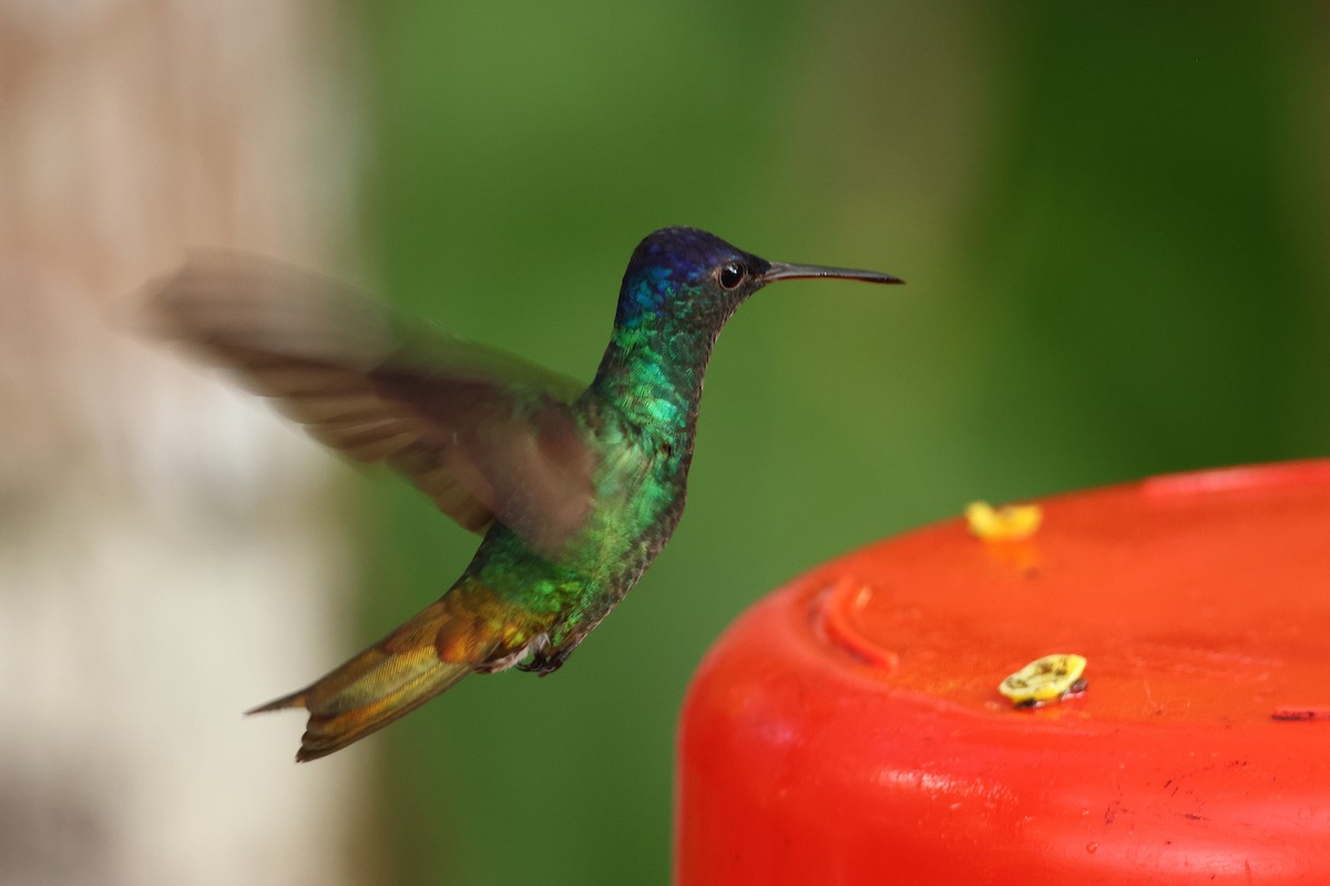 Golden-tailed Sapphire - ML644933337