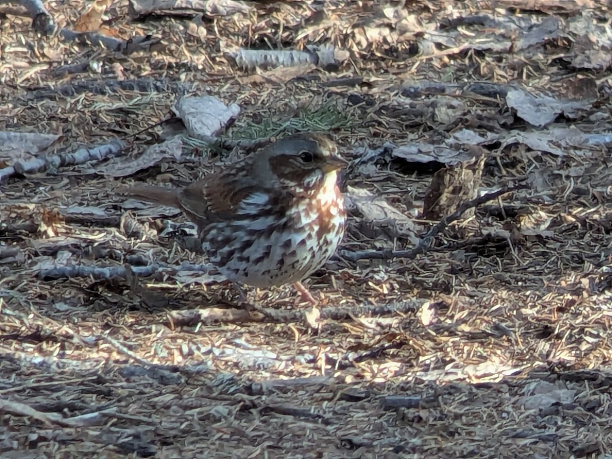 Fox Sparrow - ML644933339