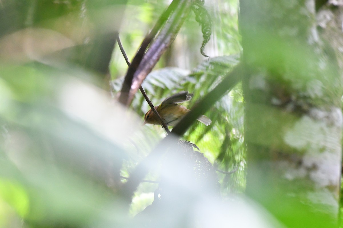 Brown Woodland-Warbler - ML644933348