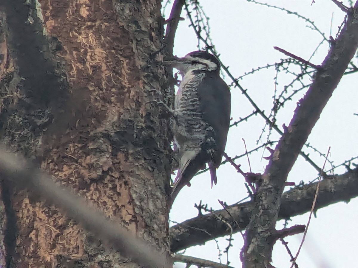 Black-backed Woodpecker - ML644933362