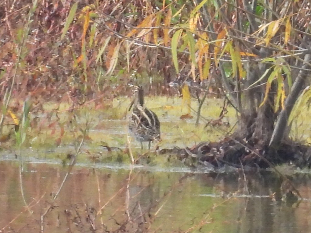 Wilson's Snipe - ML644933377