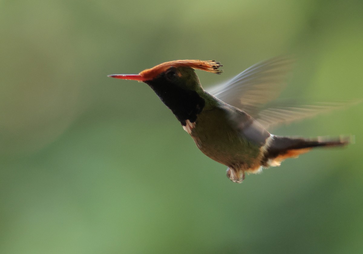 Rufous-crested Coquette - ML644933398