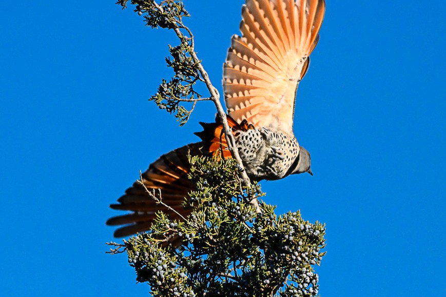 Northern Flicker - ML644933416
