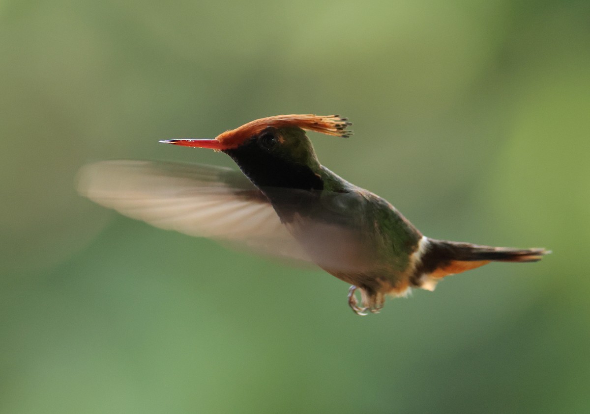 Rufous-crested Coquette - ML644933419