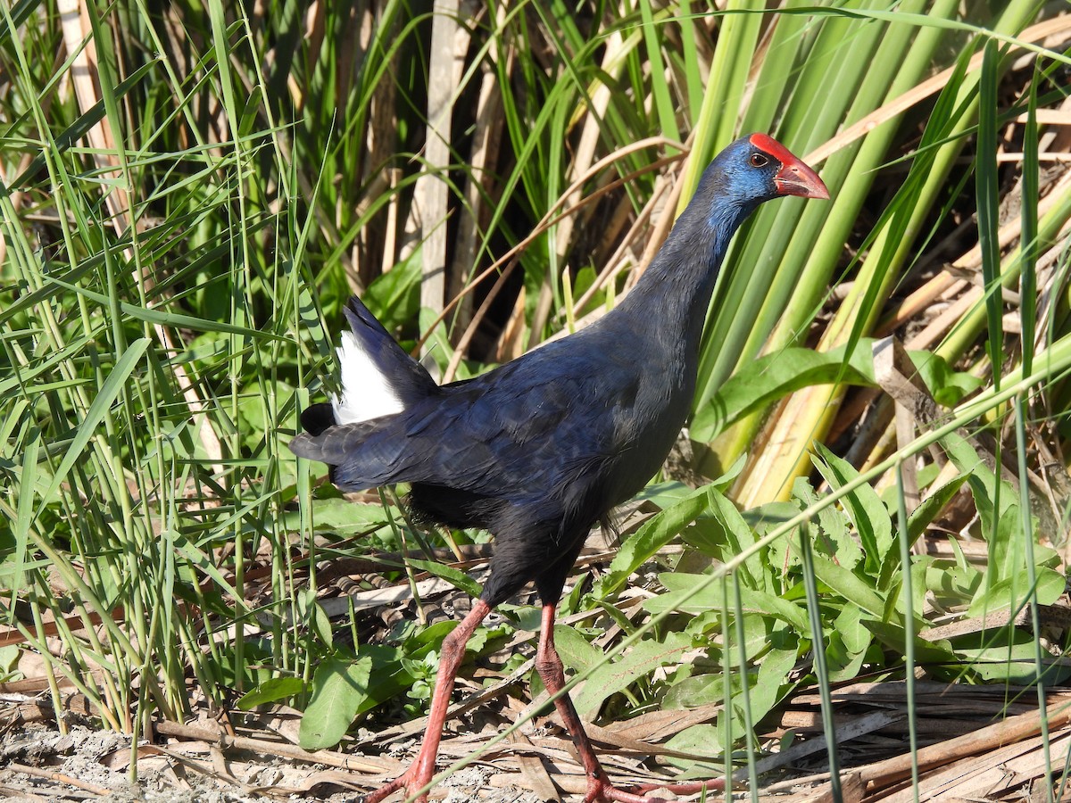 Western Swamphen - ML644933429