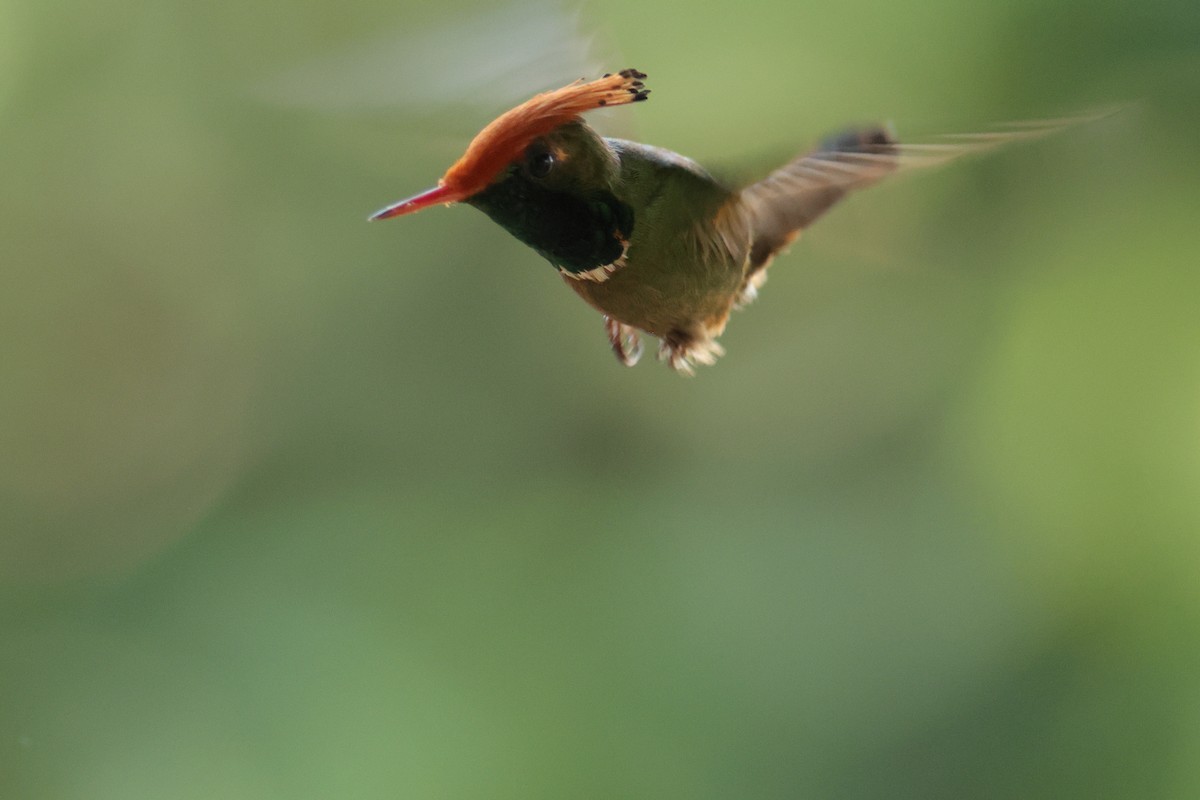 Rufous-crested Coquette - ML644933434