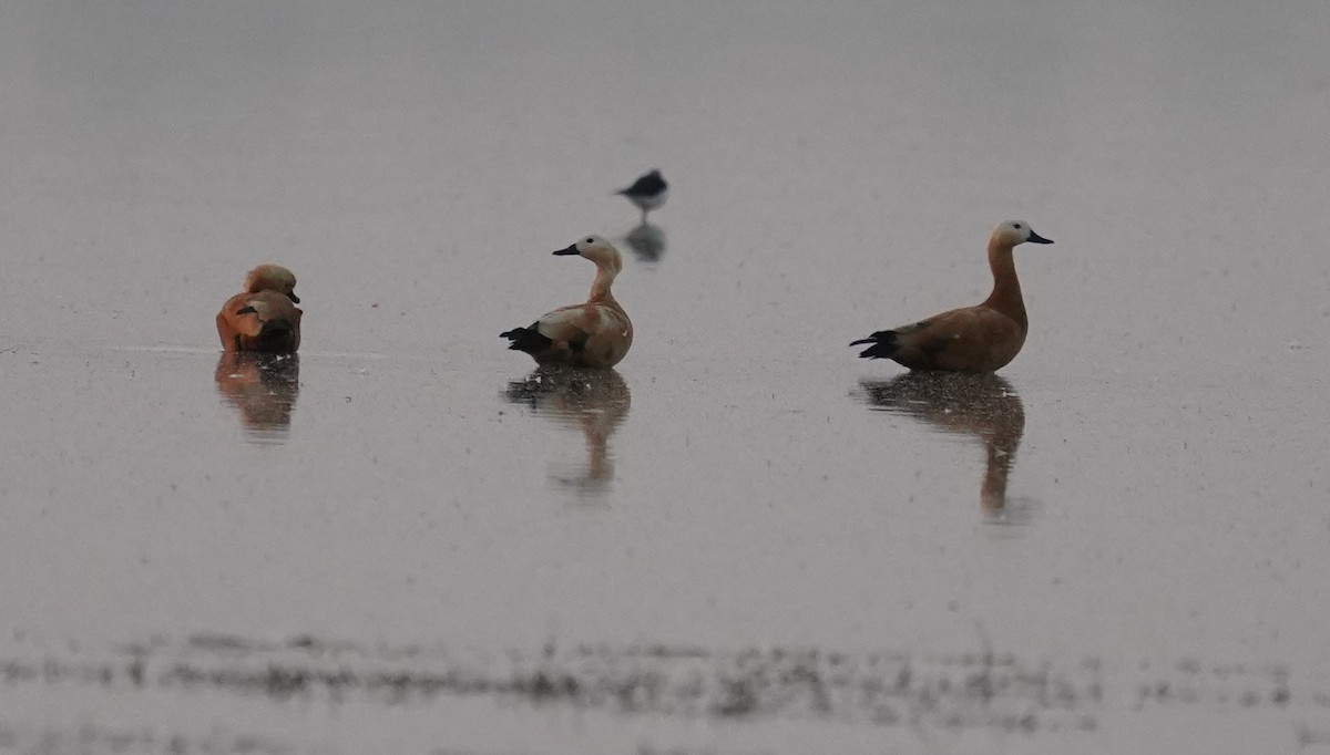 Ruddy Shelduck - ML644933443