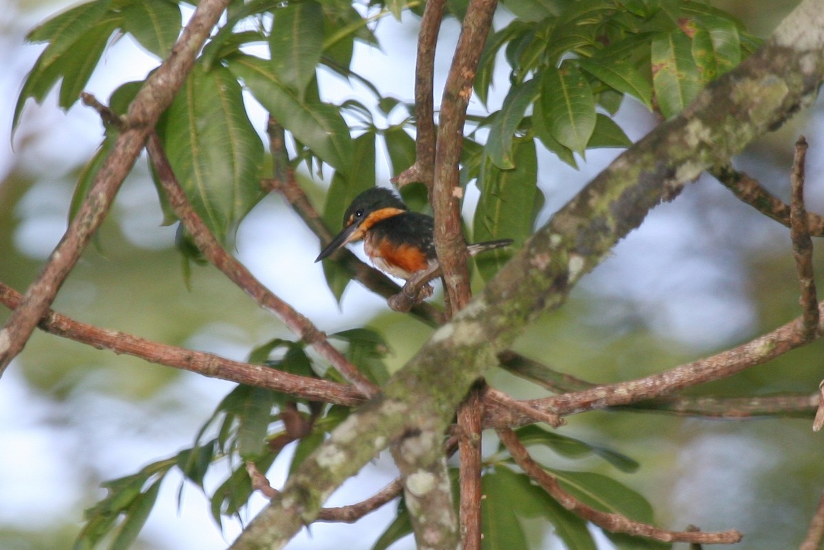 American Pygmy Kingfisher - ML644933448