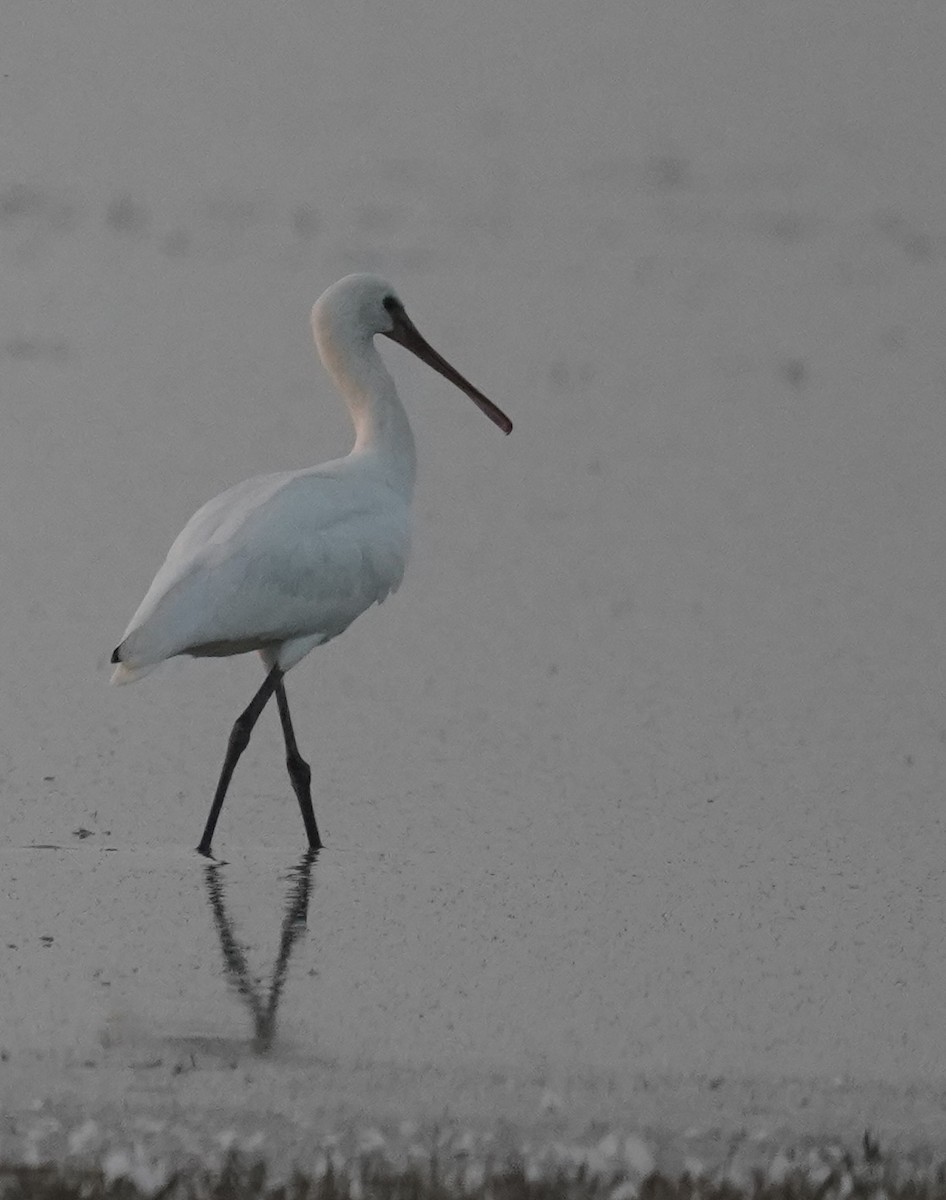 Eurasian Spoonbill - ML644933456