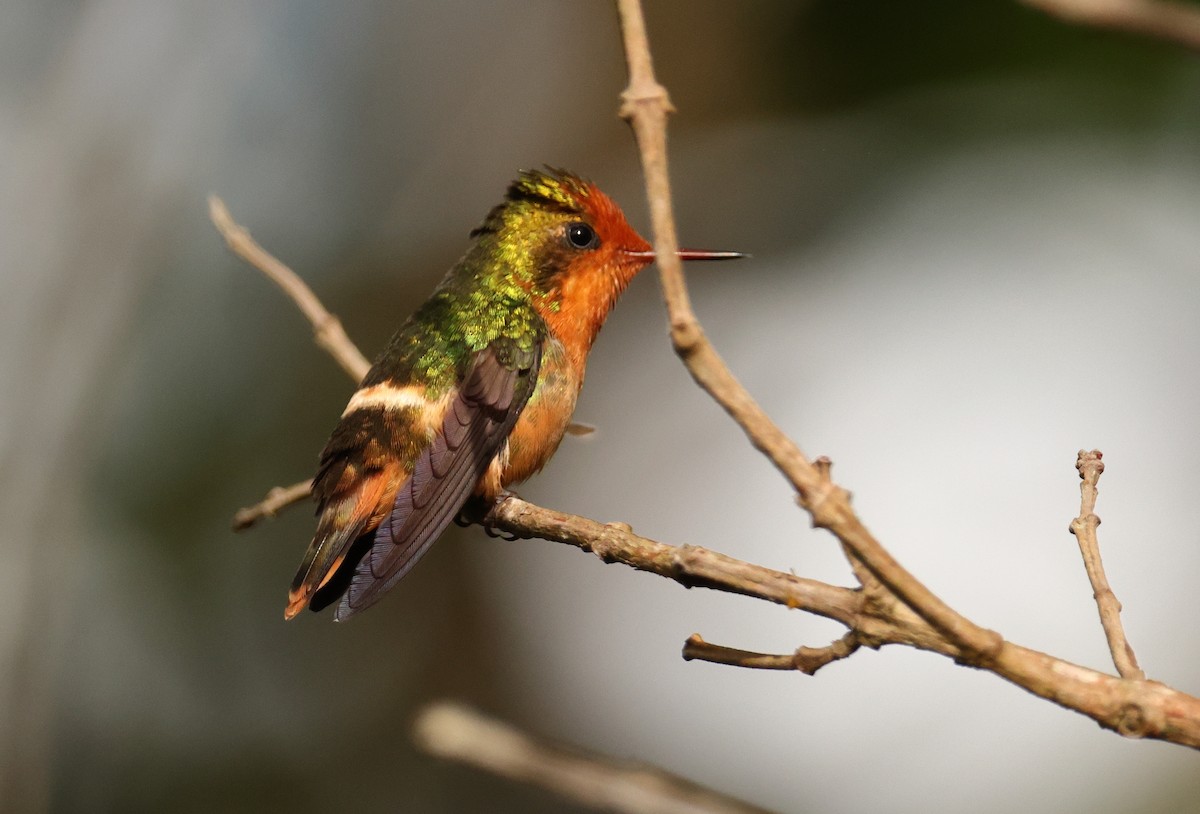 Rufous-crested Coquette - ML644933472