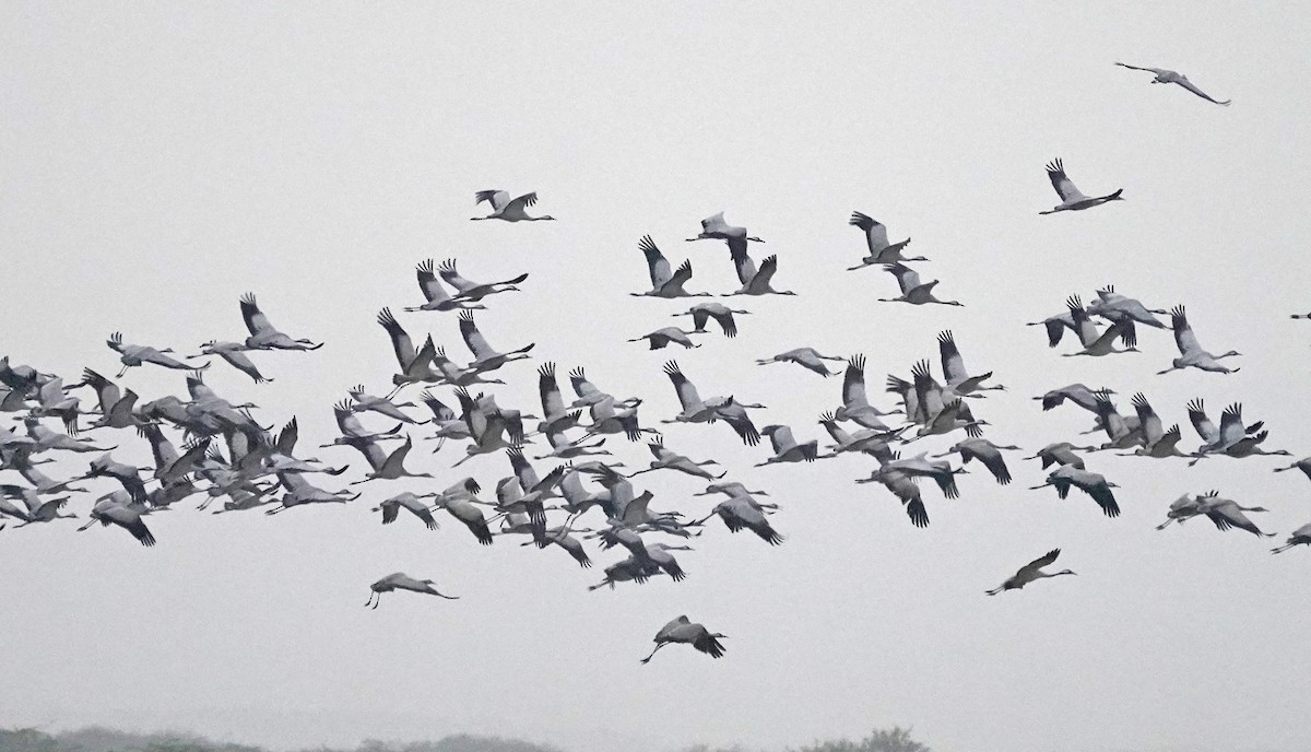 Demoiselle Crane - ML644933474