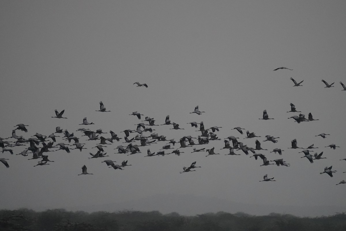 Demoiselle Crane - ML644933475