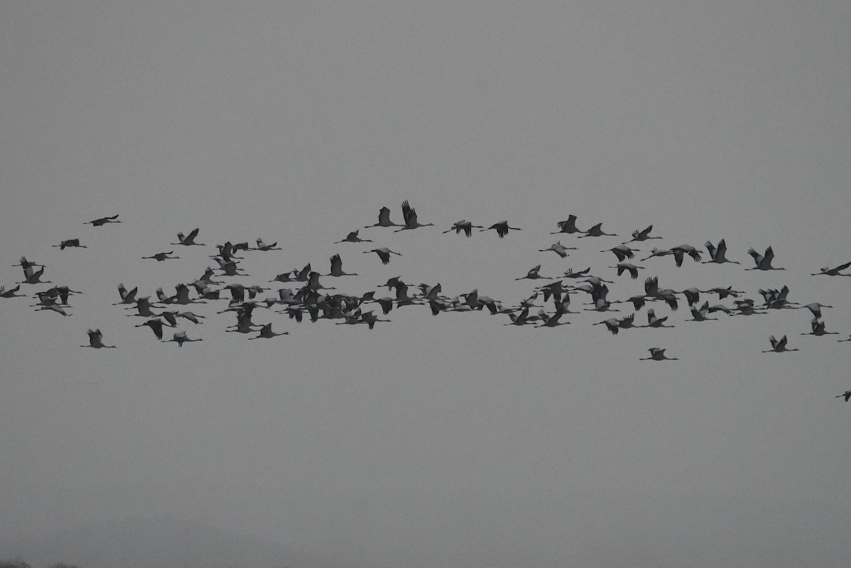 Demoiselle Crane - ML644933479