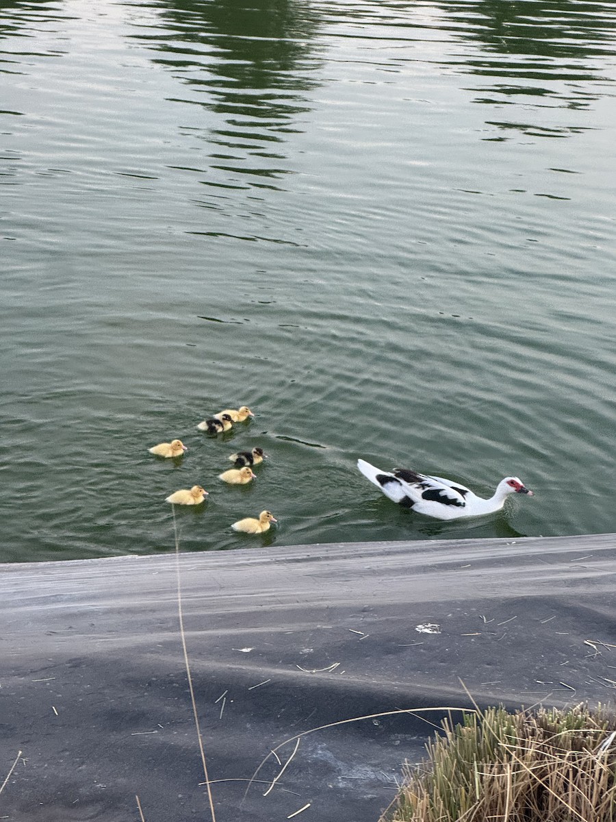 Muscovy Duck (Domestic type) - ML644933481