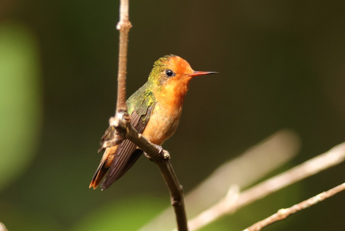 Rufous-crested Coquette - ML644933485