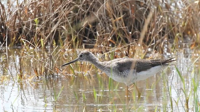 Büyük Sarıbacak - ML644933497