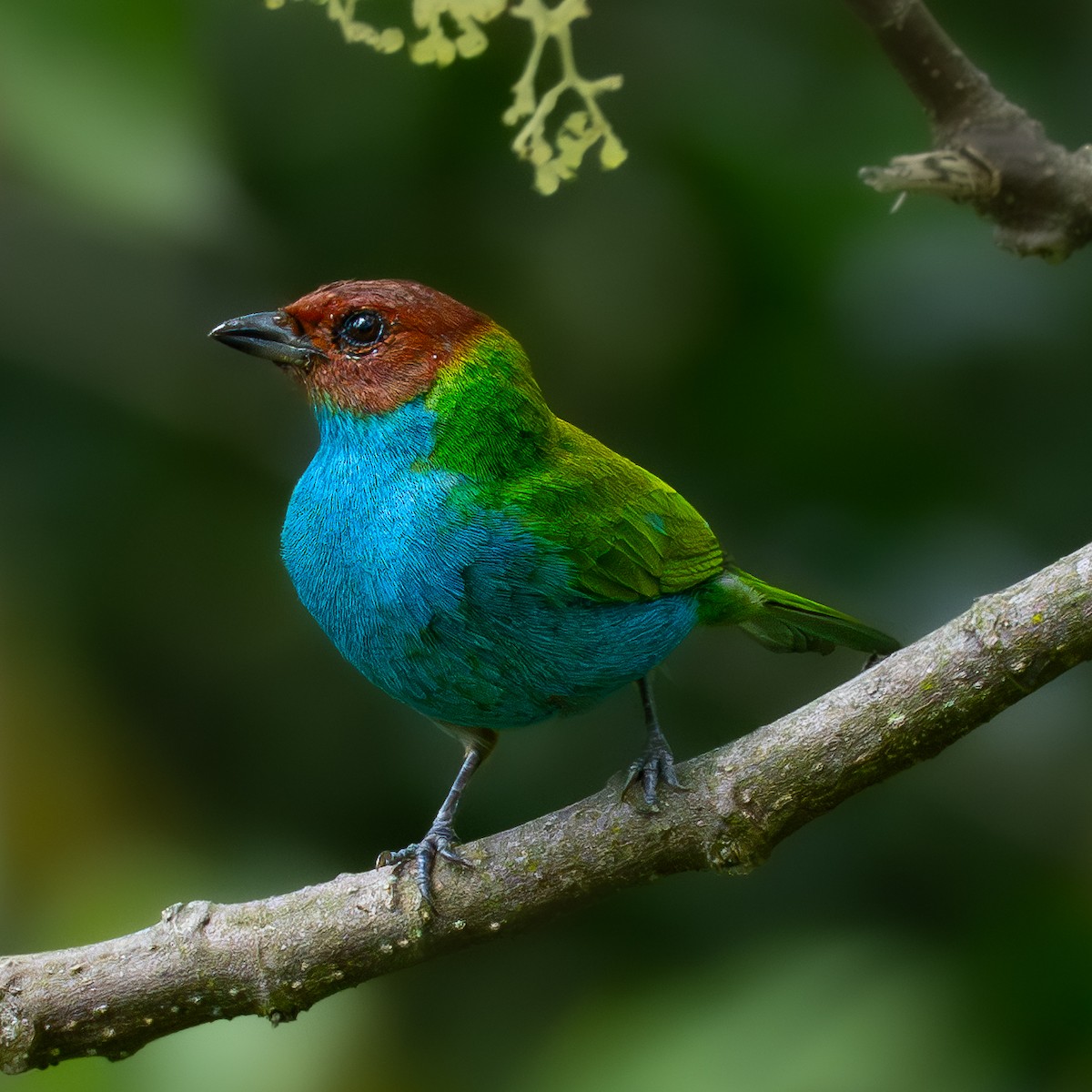 Рыжеголовая танагра - ML644933512