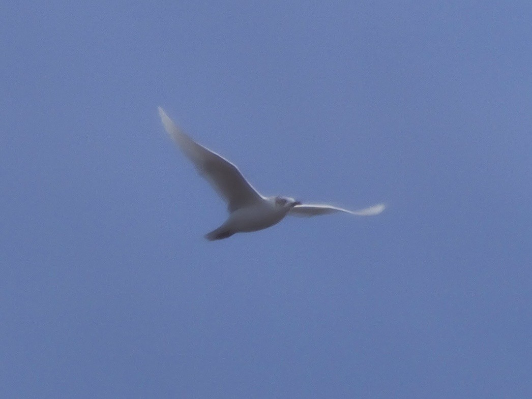Mediterranean Gull - ML644933513