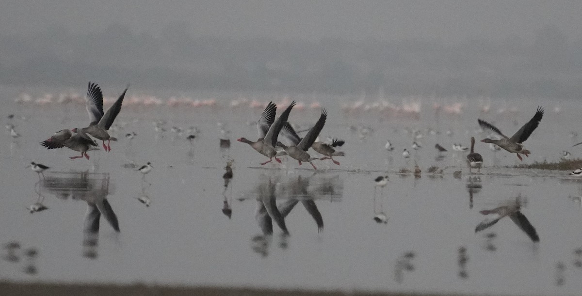 Graylag Goose - ML644933516