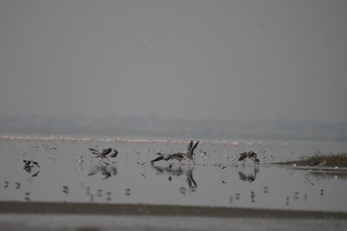 Graylag Goose - ML644933522