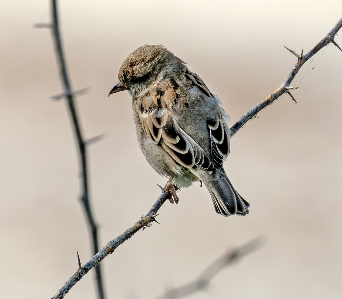 House Sparrow - ML644933532