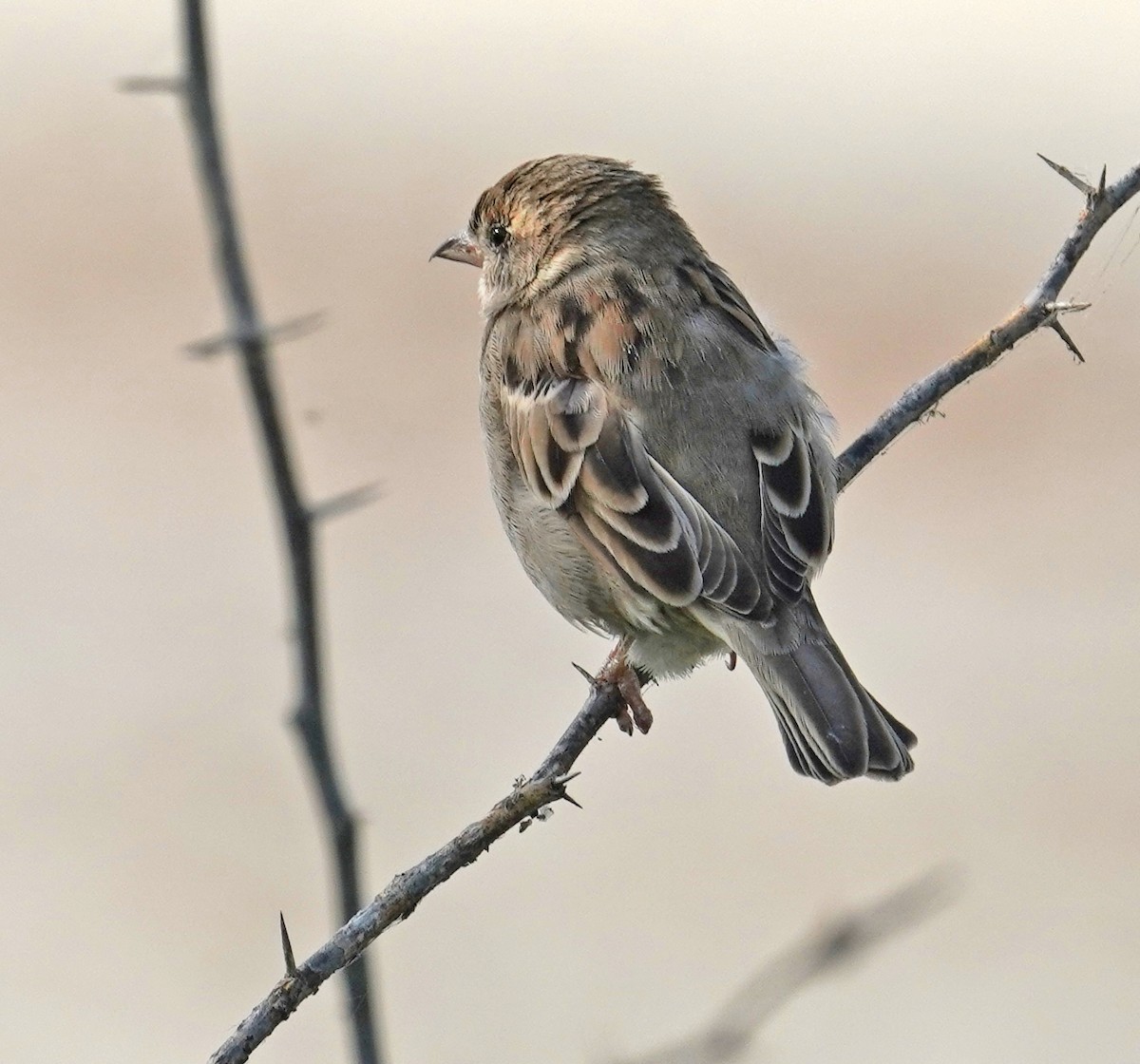 House Sparrow - ML644933541