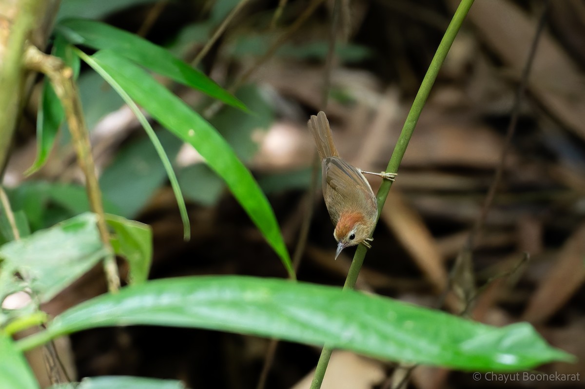 rustpannetimal (rufifrons gr.) - ML644933548