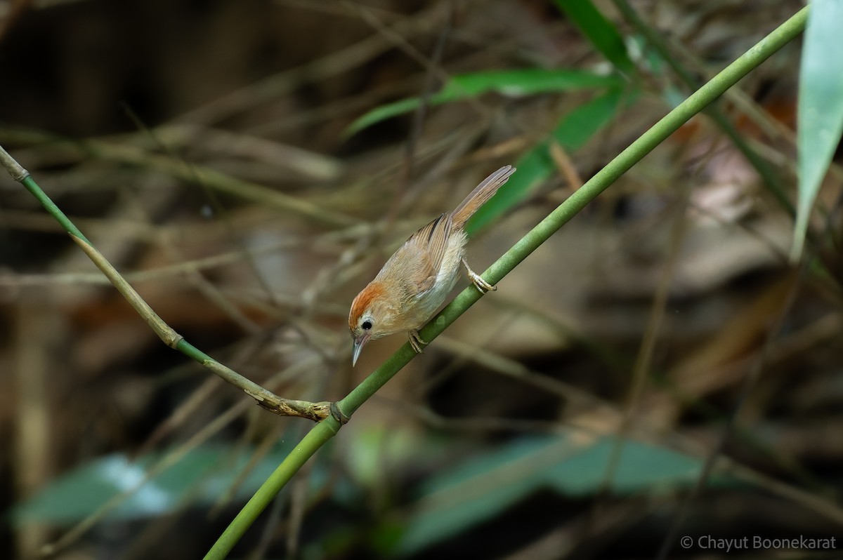 rustpannetimal (rufifrons gr.) - ML644933549