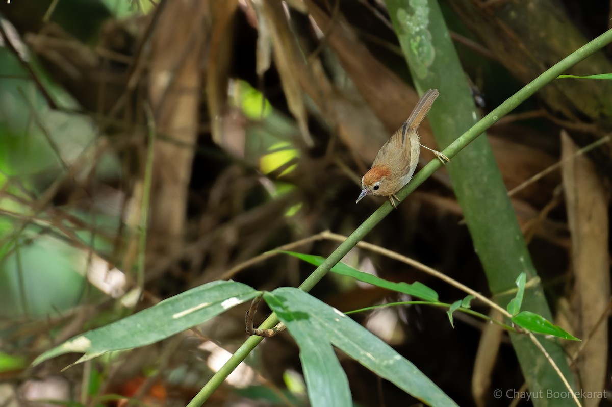 rustpannetimal (rufifrons gr.) - ML644933550