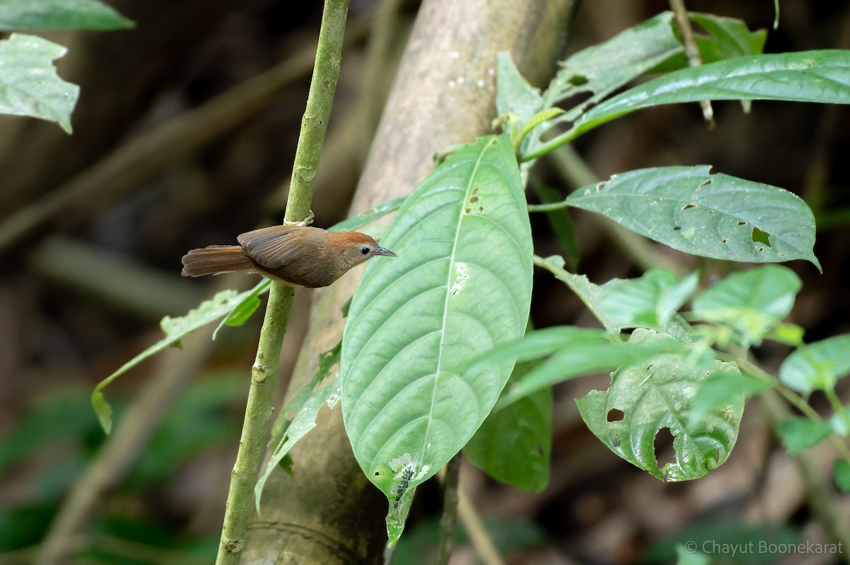 rustpannetimal (rufifrons gr.) - ML644933551