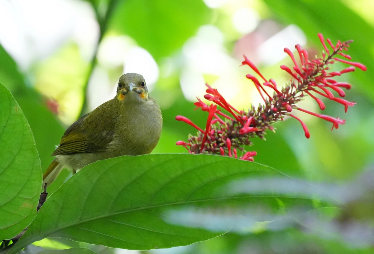 Méliphage foulehaio - ML644933558