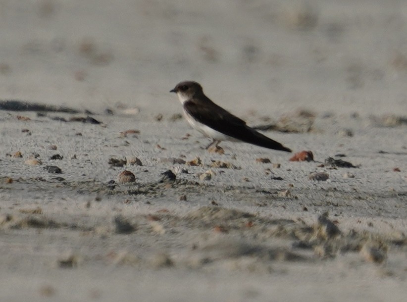 Gray-throated Martin - ML644933562