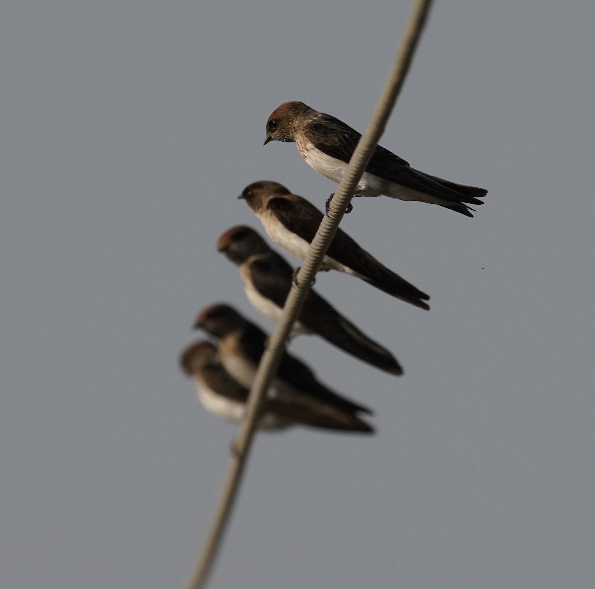 Streak-throated Swallow - ML644933564
