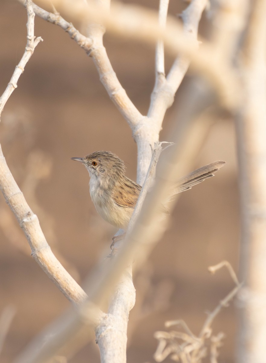 Graceful Prinia - ML644933576