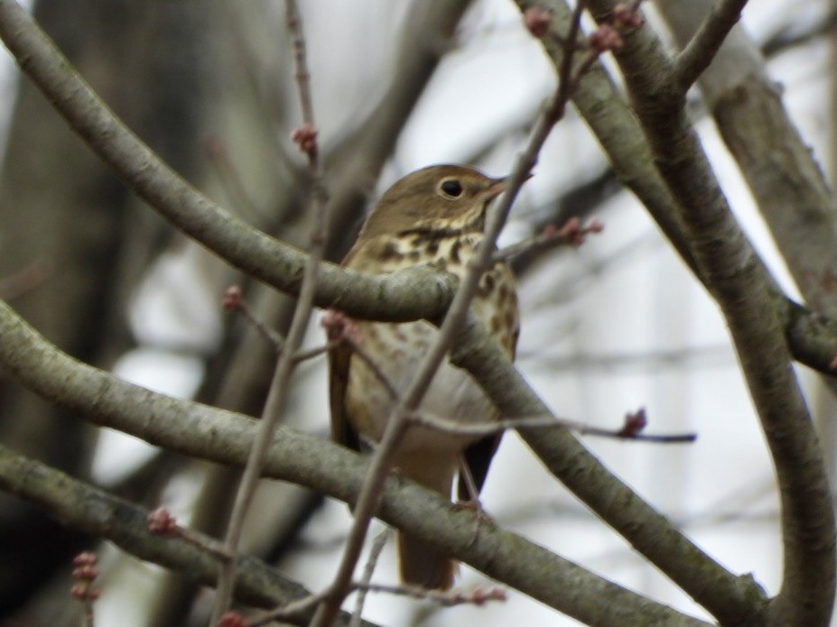 Hermit Thrush - ML644933581