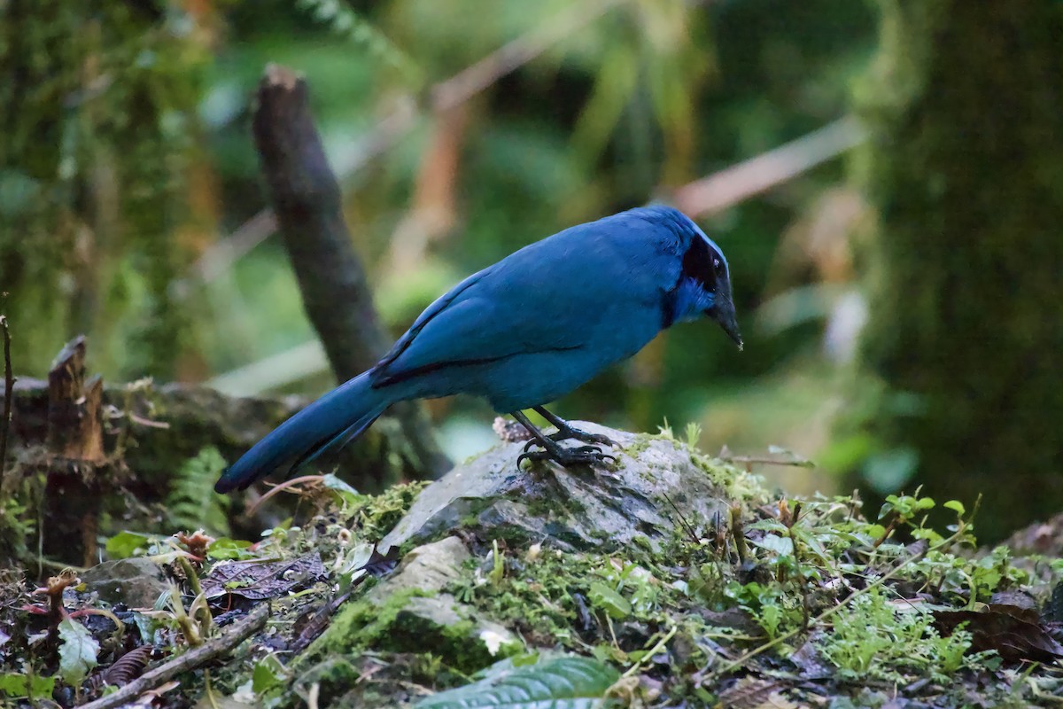 Turquoise Jay - ML644933587