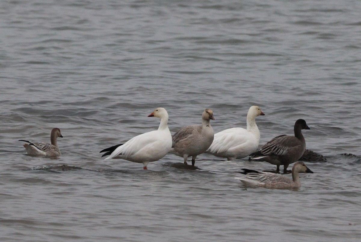 Snow Goose - ML644933588
